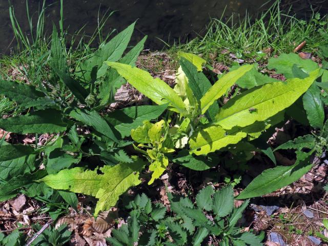 Kostival lékařský (Symphytum officinale L.) s omezeným množstvím chlorofylu