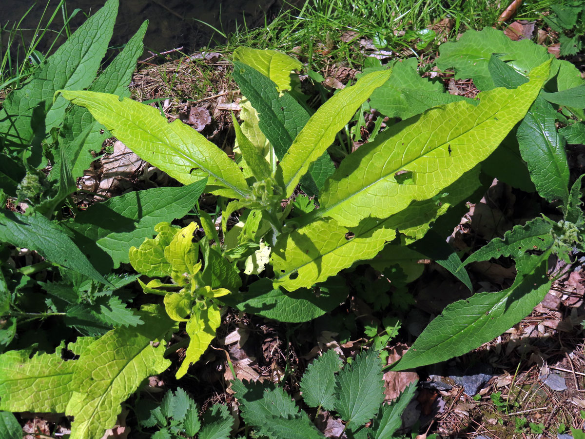 Kostival lékařský (Symphytum officinale L.) s omezeným množstvím chlorofylu