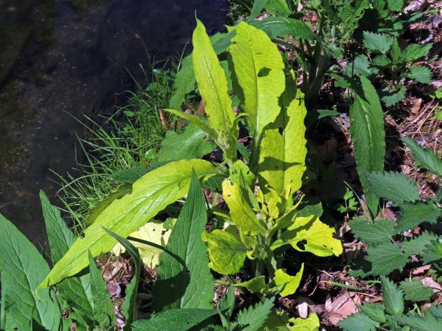 Kostival lékařský (Symphytum officinale L.) s omezeným množstvím chlorofylu