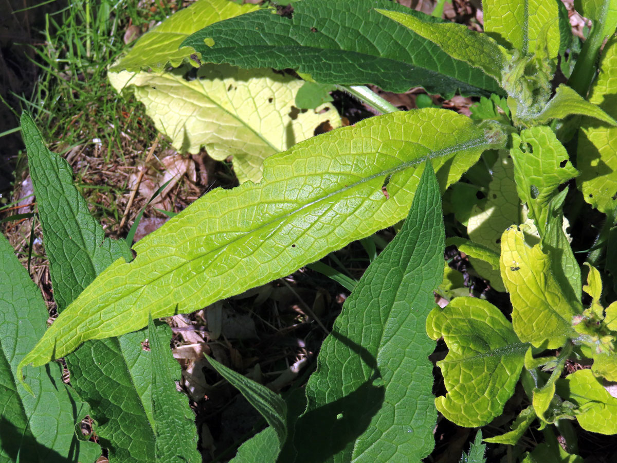 Kostival lékařský (Symphytum officinale L.) s omezeným množstvím chlorofylu