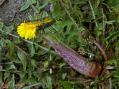 Smetánka lékařská (Teraxacum officinale L.) - fasciace stonku (38a)