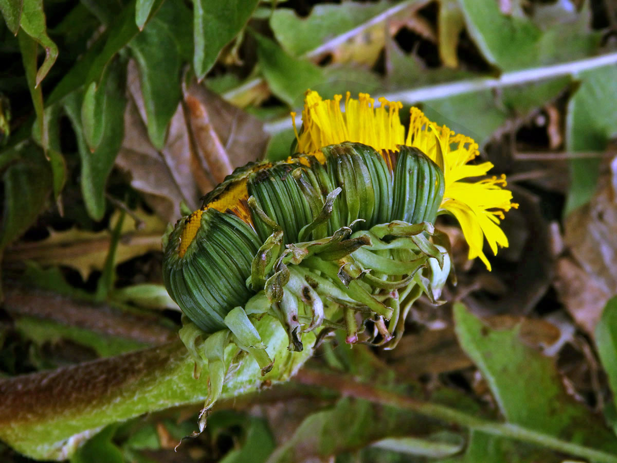 Smetánka lékařská (Teraxacum officinale L.) - fasciace stonku (38b)