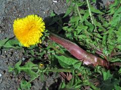 Smetánka lékařská (Teraxacum officinale L.) - fasciace stonku (38c)