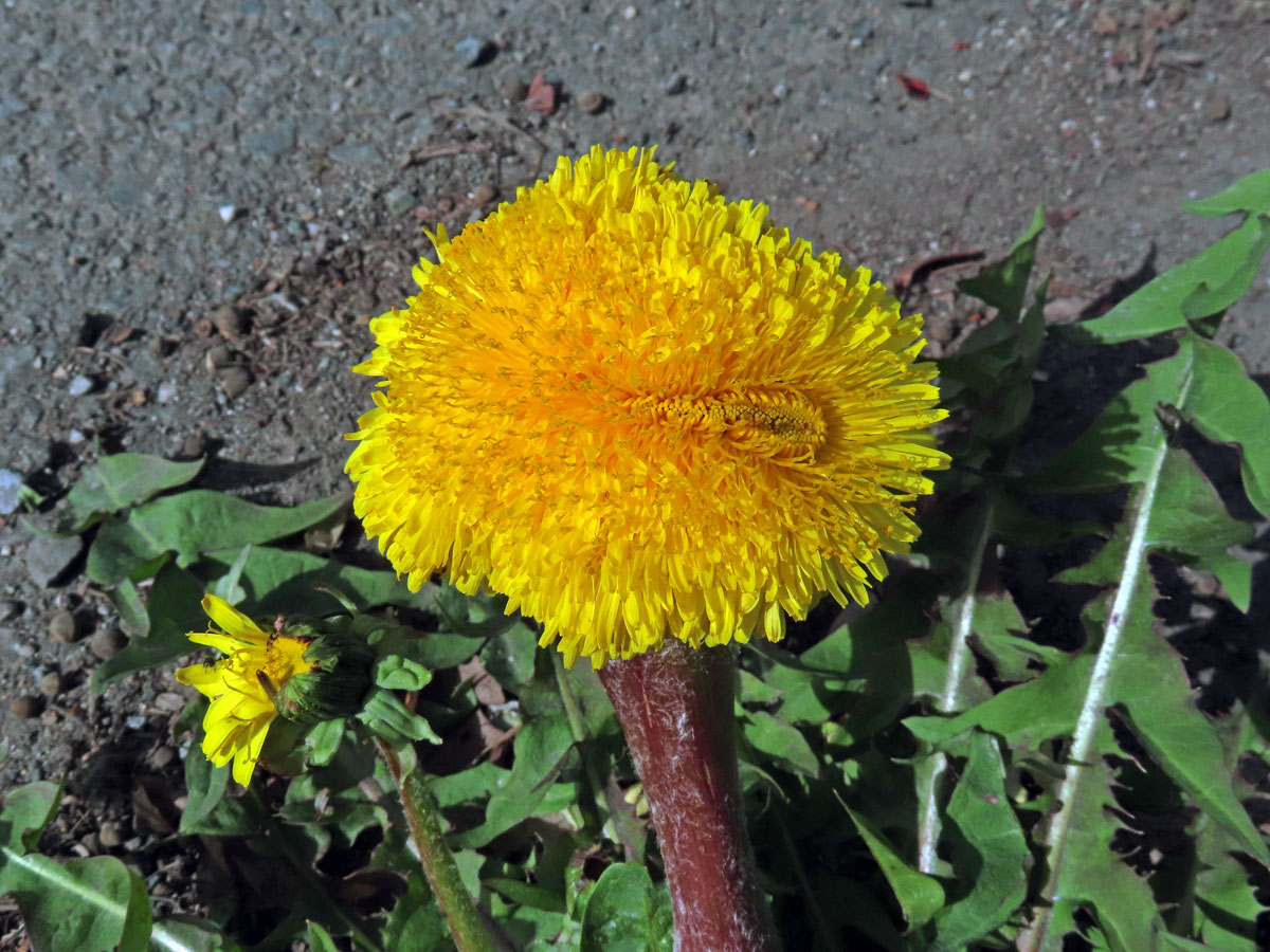 Smetánka lékařská (Teraxacum officinale L.) - fasciace stonku (38d)