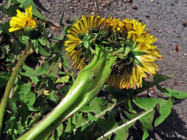 Smetánka lékařská (Teraxacum officinale L.) - fasciace stonku (38e)