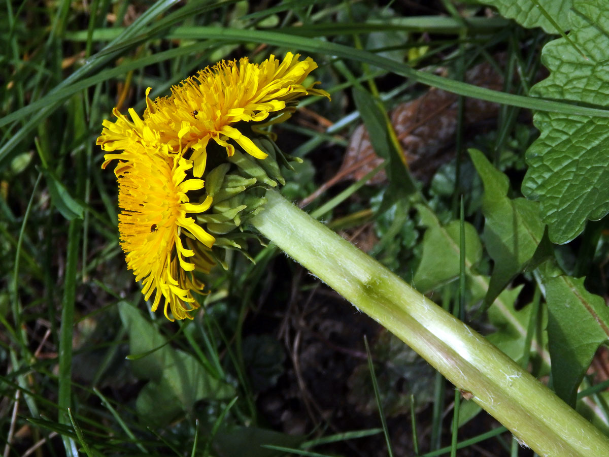 Smetánka lékařská (Teraxacum officinale L.) - fasciace stonku (39a)