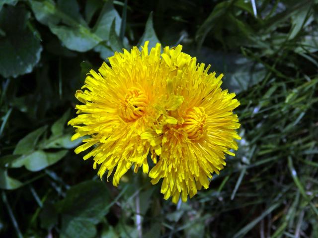 Smetánka lékařská (Teraxacum officinale L.) - fasciace stonku (39b)