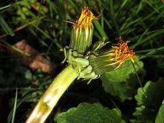 Smetánka lékařská (Teraxacum officinale L.) - fasciace stonku (39c)