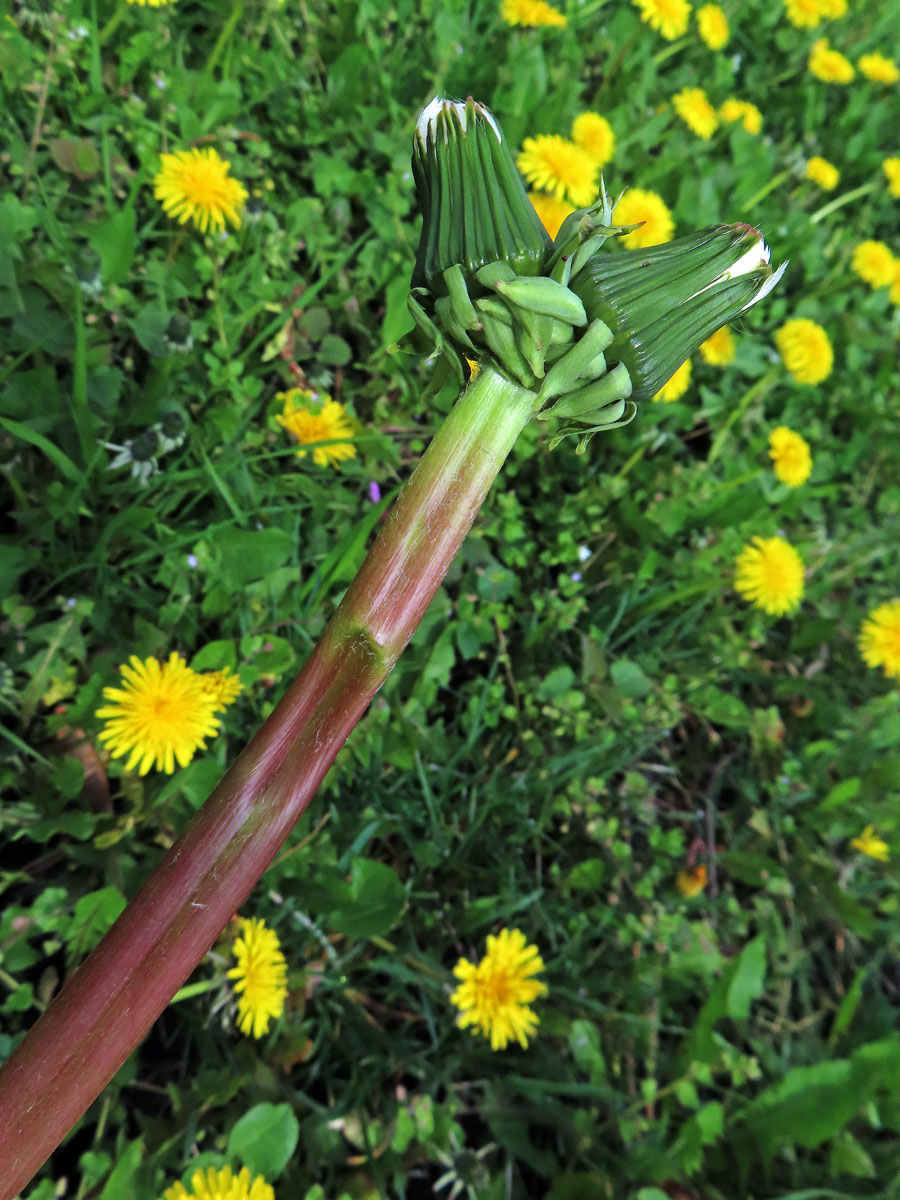 Smetánka lékařská (Teraxacum officinale L.) - fasciace stonku (39d)