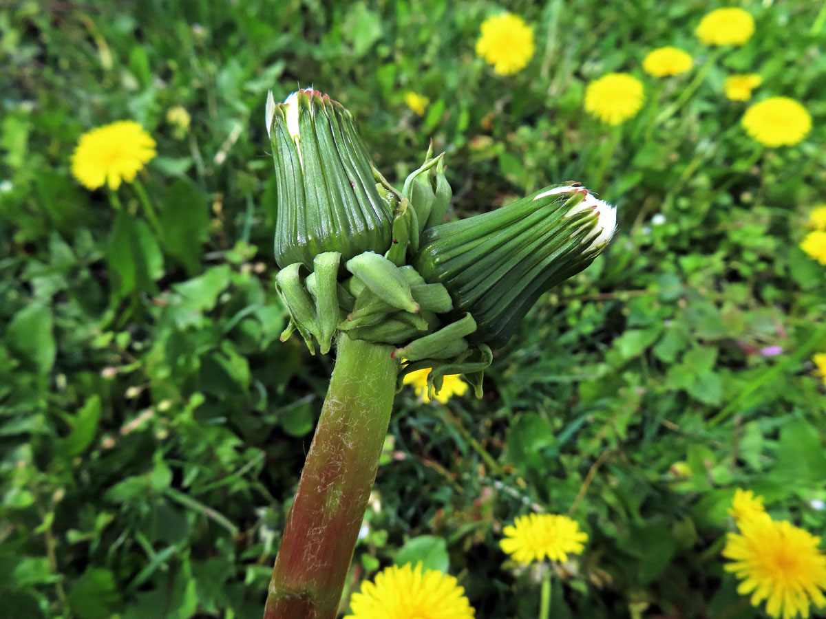 Smetánka lékařská (Teraxacum officinale L.) - fasciace stonku (39e)