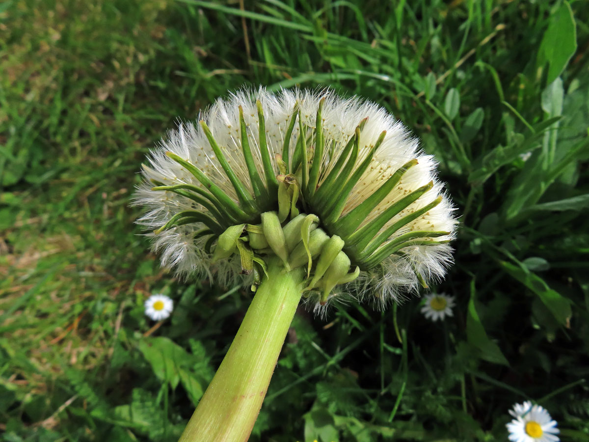 Smetánka lékařská (Teraxacum officinale L.) - fasciace stonku (39f)