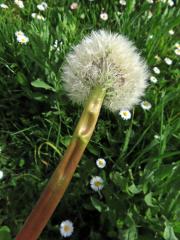 Smetánka lékařská (Teraxacum officinale L.) - fasciace stonku (39g)