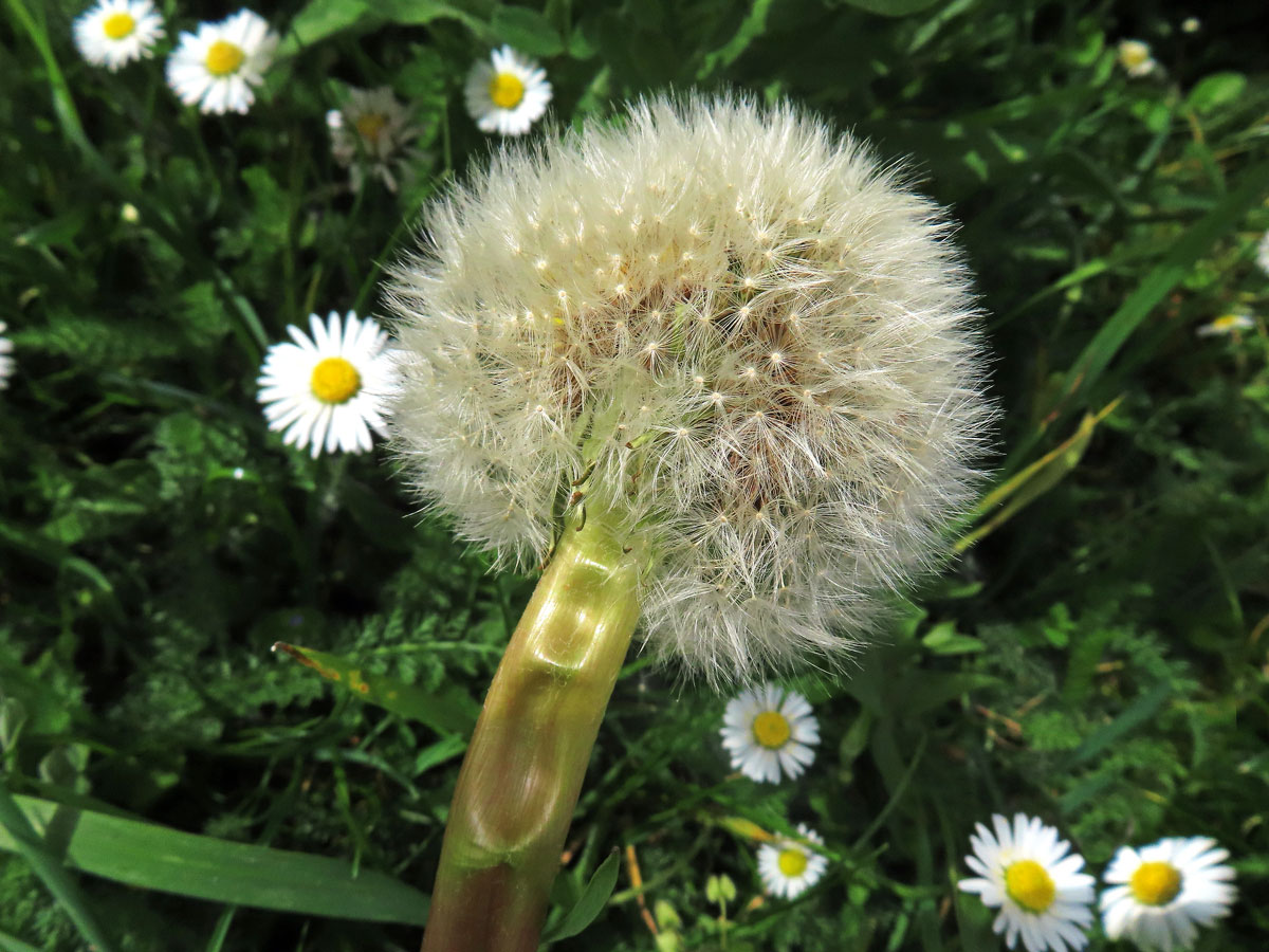 Smetánka lékařská (Teraxacum officinale L.) - fasciace stonku (39h)