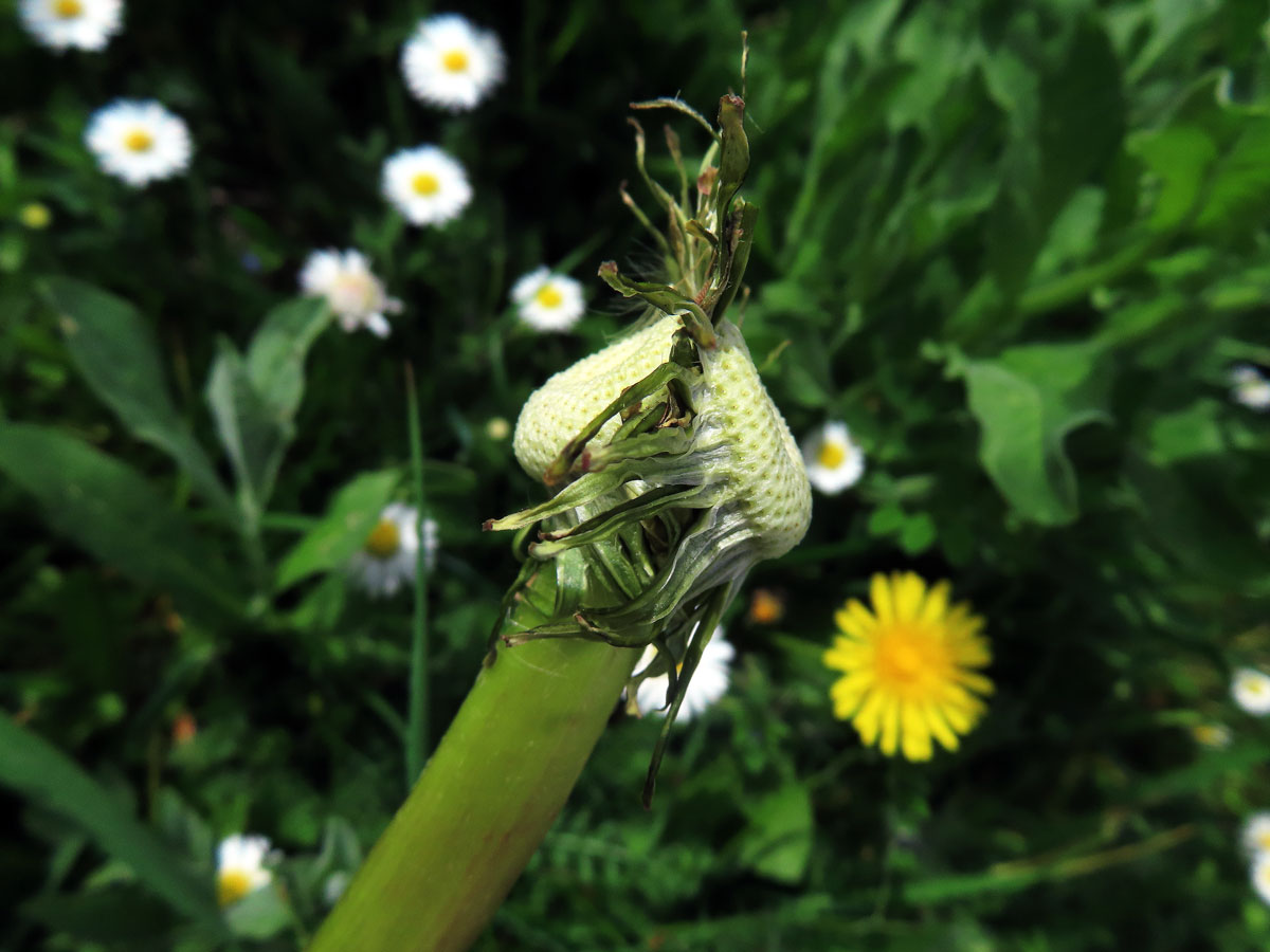 Smetánka lékařská (Teraxacum officinale L.) - fasciace stonku (39i)