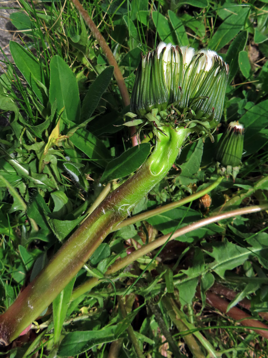 Smetánka lékařská (Teraxacum officinale L.) - fasciace stonku (40a)