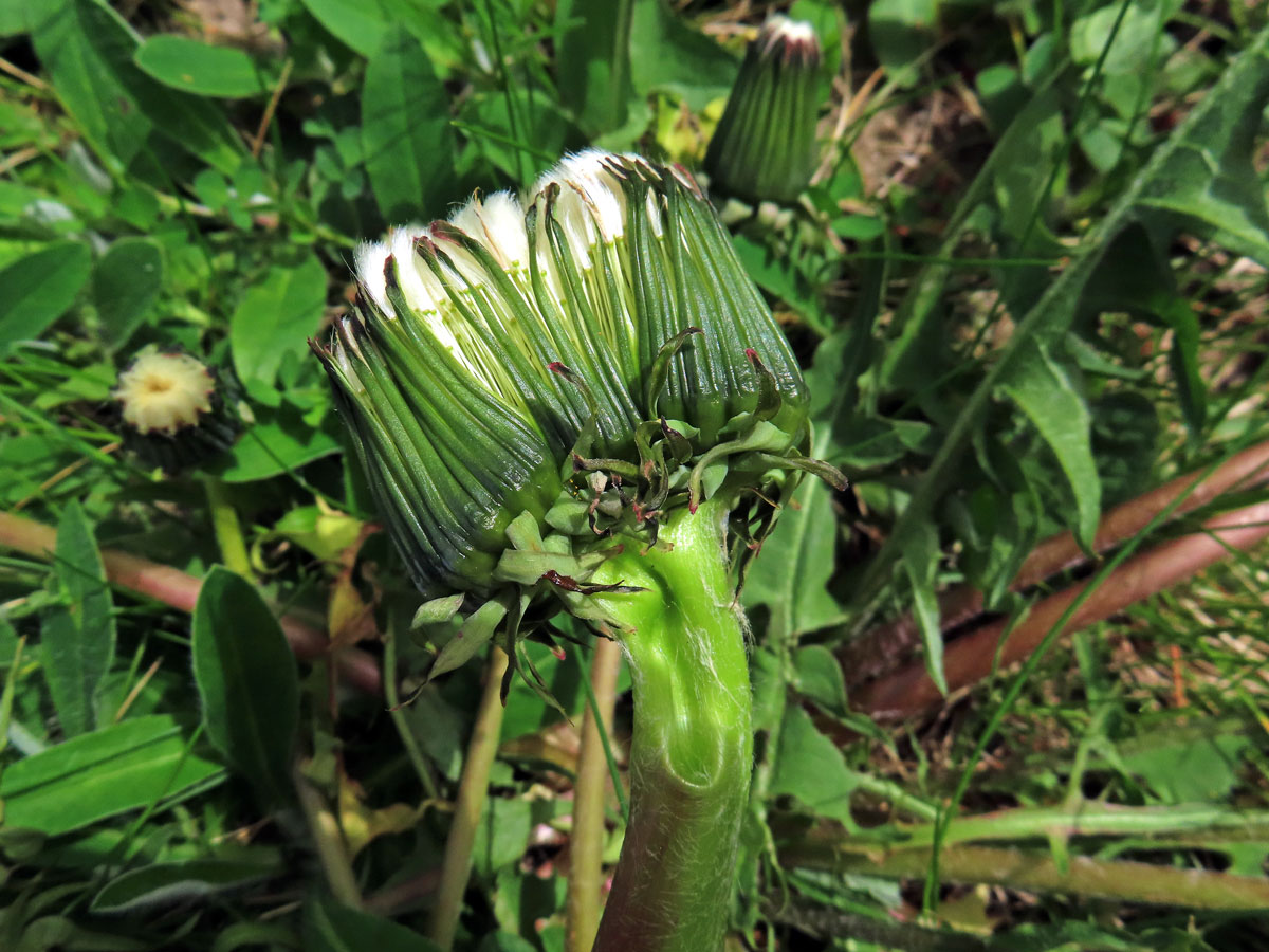 Smetánka lékařská (Teraxacum officinale L.) - fasciace stonku (40b)