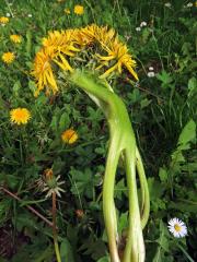 Smetánka lékařská (Teraxacum officinale L.) - fasciace stonku (41a)