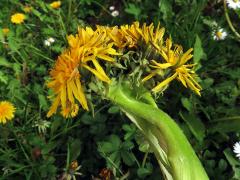 Smetánka lékařská (Teraxacum officinale L.) - fasciace stonku (41b)