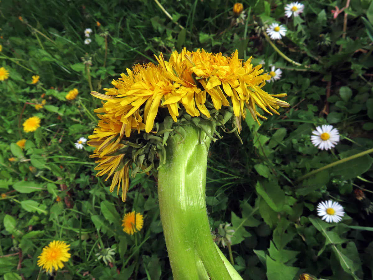 Smetánka lékařská (Teraxacum officinale L.) - fasciace stonku (4c)