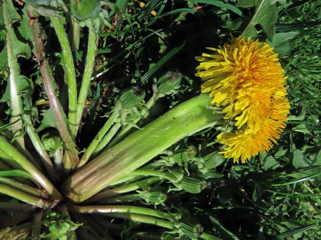 Smetánka lékařská (Teraxacum officinale L.) - fasciace stonku (42)