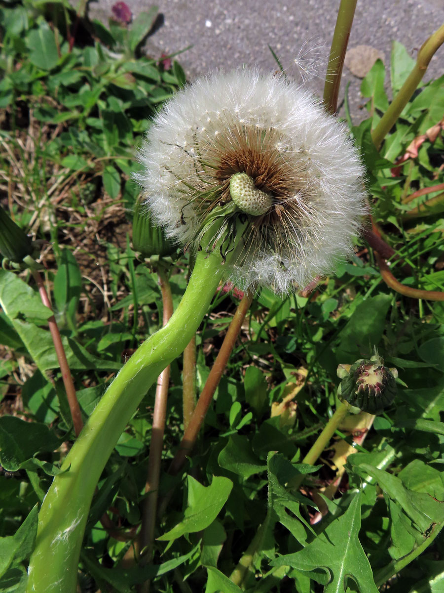 Smetánka lékařská (Teraxacum officinale L.) - fasciace stonku (423a)