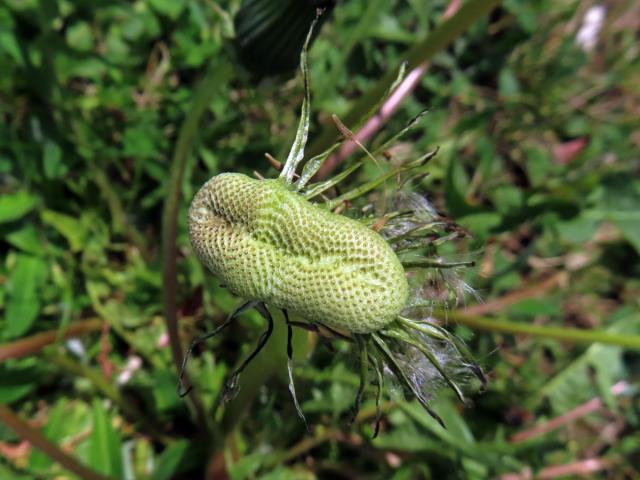 Smetánka lékařská (Teraxacum officinale L.) - fasciace stonku (43b)