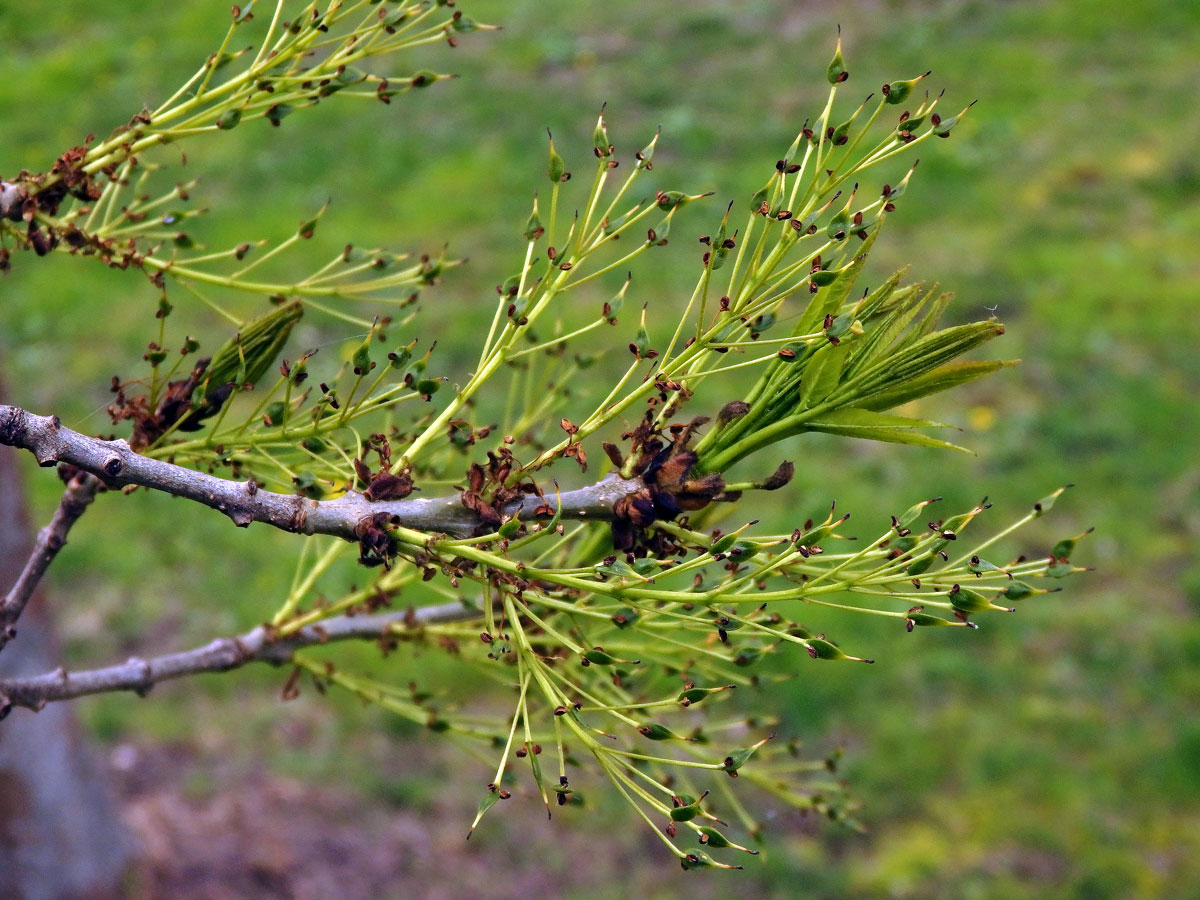 Jasan úzkolistý (Fraxinus angustifolia Vahl.)