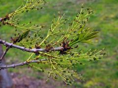 Jasan úzkolistý (Fraxinus angustifolia Vahl.)