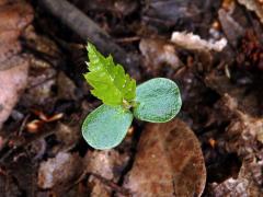 Habr obecný (Carpinus betulus L.)