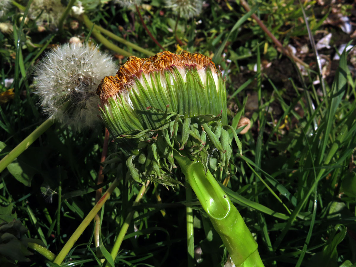 Smetánka lékařská (Teraxacum officinale L.) - fasciace stonku (44b)