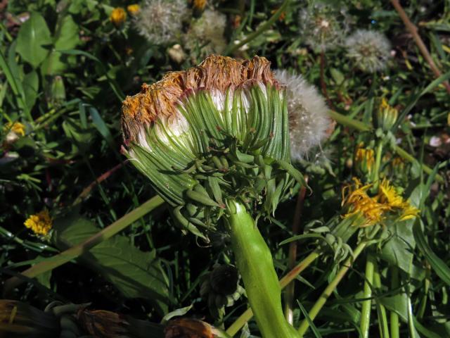 Smetánka lékařská (Teraxacum officinale L.) - fasciace stonku (44b)