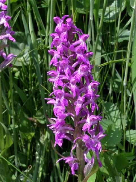 Prstnatec májový (Dactylorhiza majalis (Rchb.) Hunt et Summerhayes)