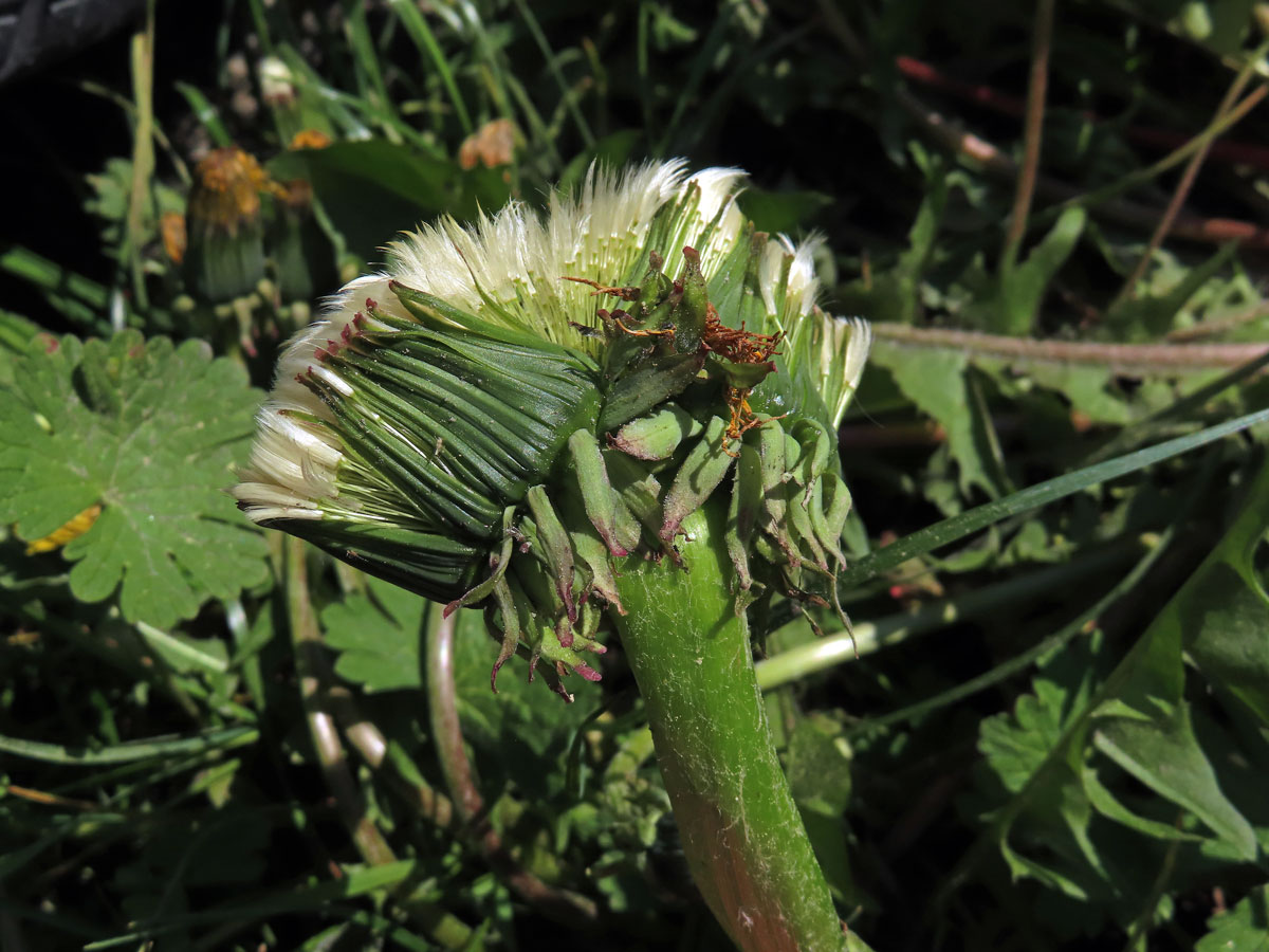 Smetánka lékařská (Teraxacum officinale L.) - fasciace stonku (45a)