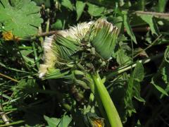 Smetánka lékařská (Teraxacum officinale L.) - fasciace stonku (45b)