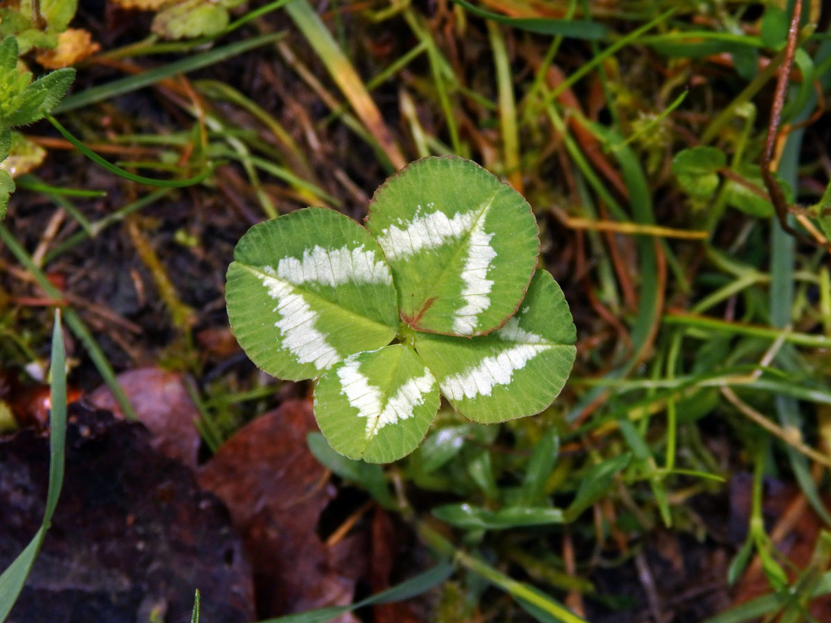 Jetel plazivý (Trifolium repens L.) - čtyřlístek (5)