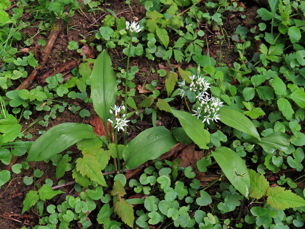 Česnek medvědí (Allium ursinum) L.)