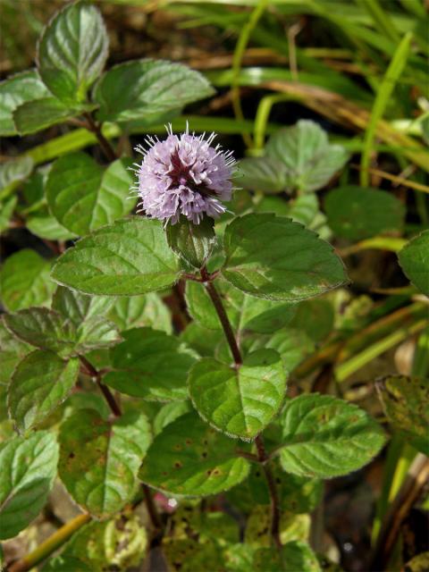 Máta vodní (Mentha aquatica L.)