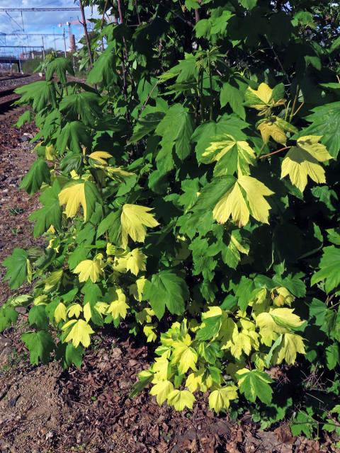 Javor klen (Acer pseudoplatanus L.) s panašovanými listy (6a)