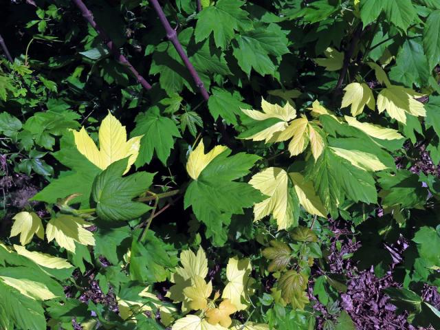 Javor klen (Acer pseudoplatanus L.) s panašovanými listy (6c)