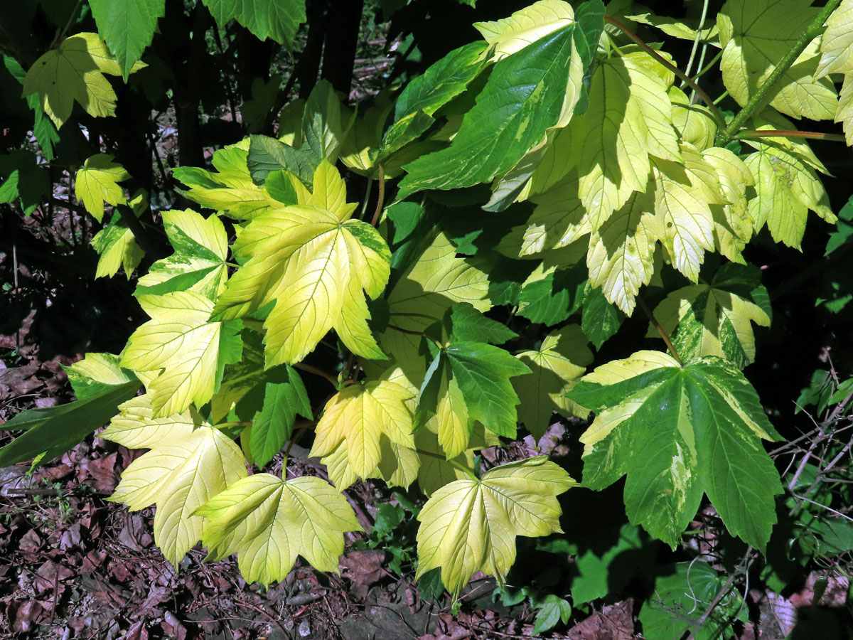 Javor klen (Acer pseudoplatanus L.) s panašovanými listy (6d)