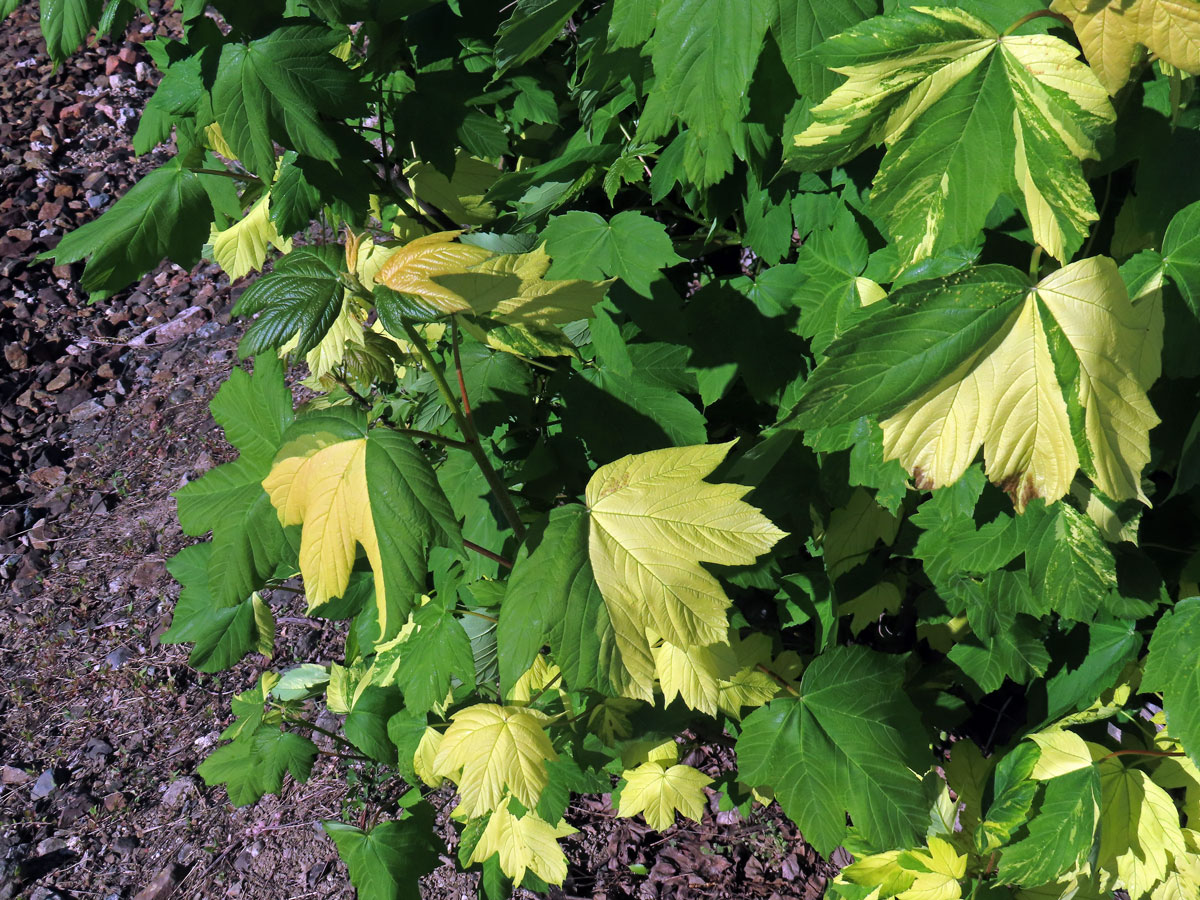 Javor klen (Acer pseudoplatanus L.) s panašovanými listy (6e)