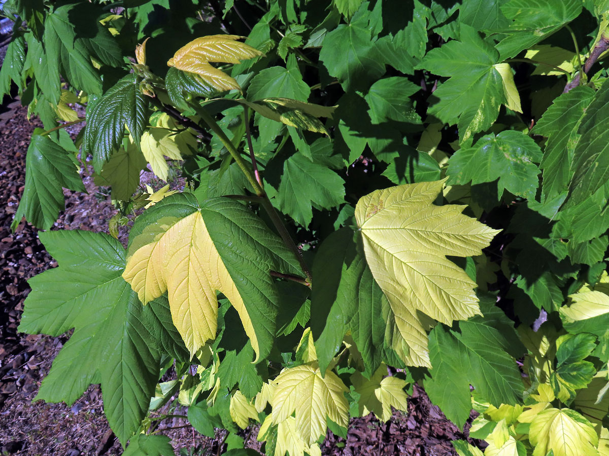 Javor klen (Acer pseudoplatanus L.) s panašovanými listy (6f)