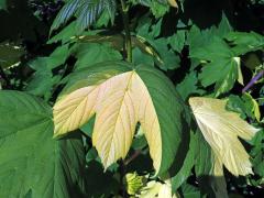 Javor klen (Acer pseudoplatanus L.) s panašovanými listy (6g)