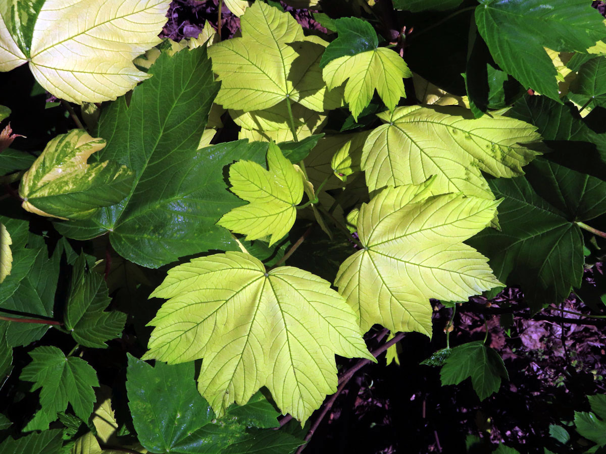 Javor klen (Acer pseudoplatanus L.) s panašovanými listy (6i)