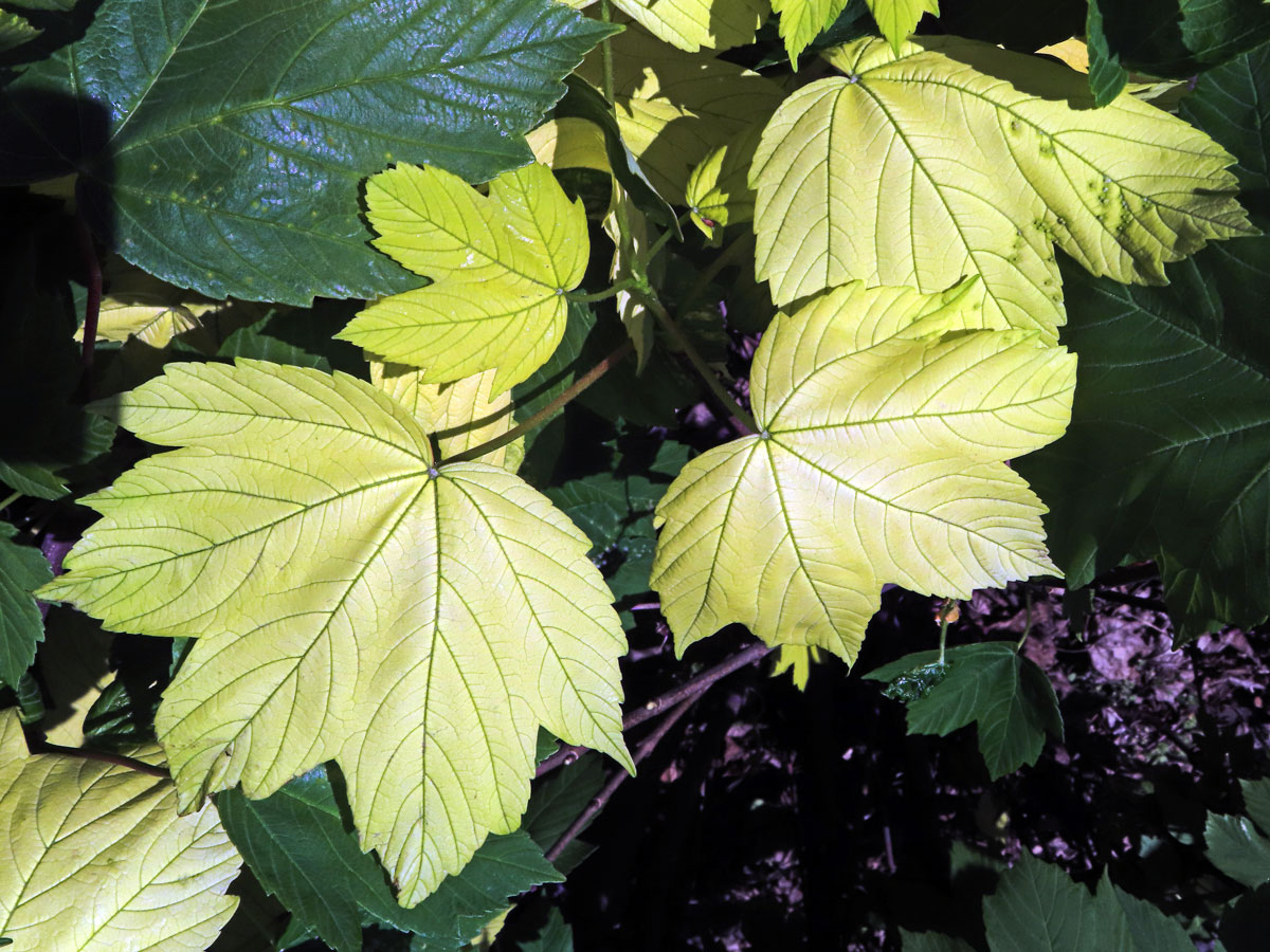 Javor klen (Acer pseudoplatanus L.) s panašovanými listy (6j)