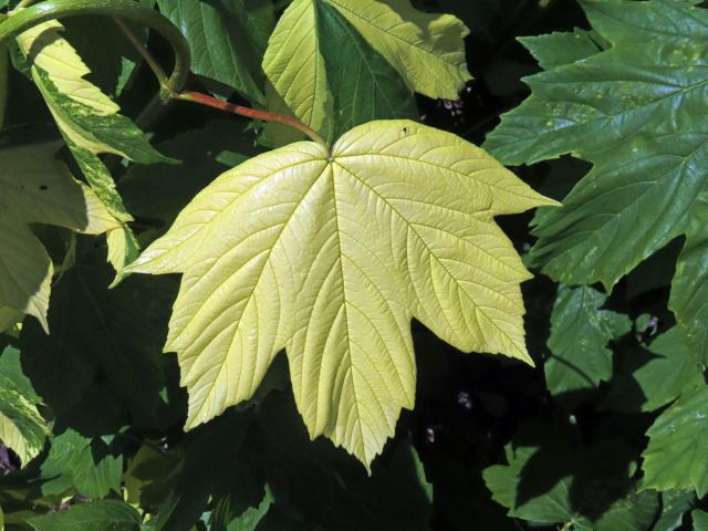 Javor klen (Acer pseudoplatanus L.) s panašovanými listy (6k)