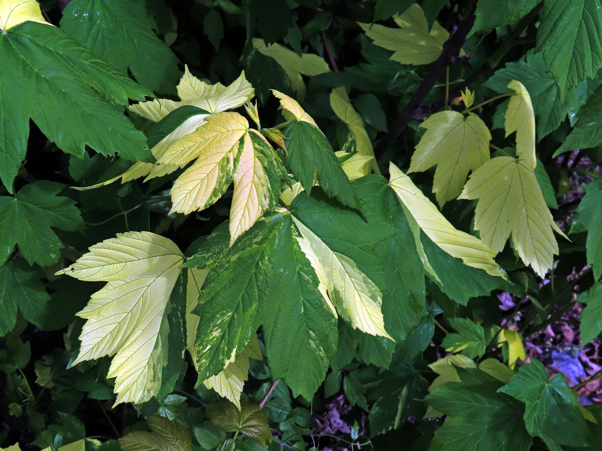 Javor klen (Acer pseudoplatanus L.) s panašovanými listy (6l)