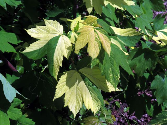 Javor klen (Acer pseudoplatanus L.) s panašovanými listy (6m)