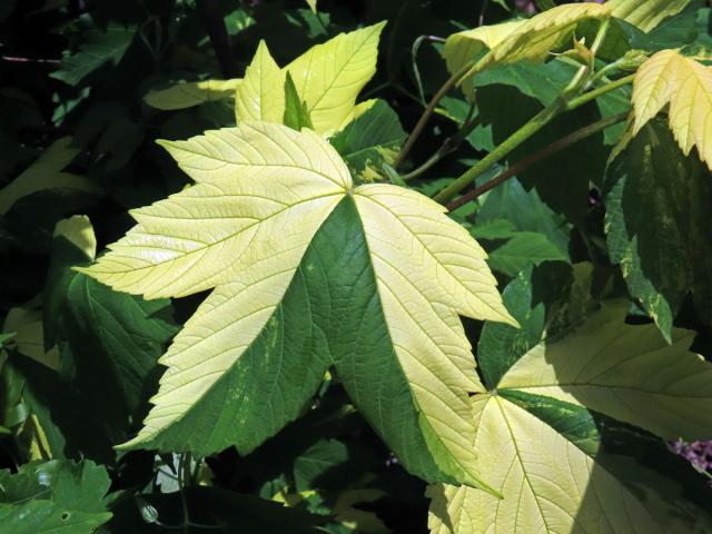 Javor klen (Acer pseudoplatanus L.) s panašovanými listy (6n)