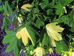 Javor klen (Acer pseudoplatanus L.) s panašovanými listy (6o)